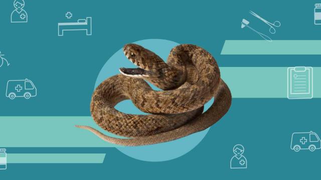 一分钟了解土公蛇