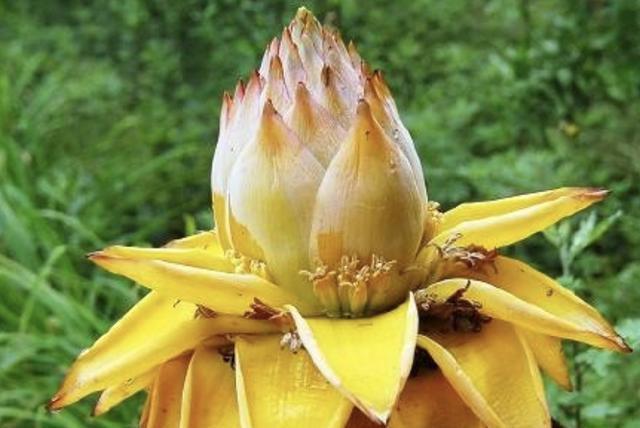 地涌金莲(芭蕉科地涌金莲属植物)_百度百科 地涌金莲(芭蕉科地涌金莲属植物)_百度百科