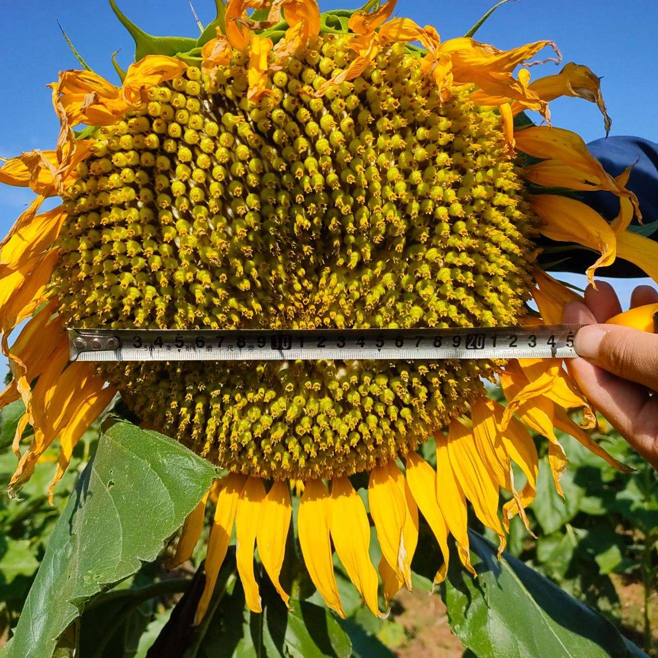 向日葵  生地 ひまわり オックス 花柄 向日葵 布 綿 白 赤 紺 植物