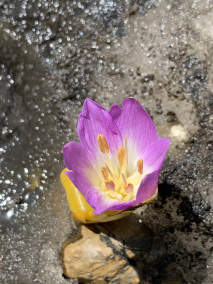 Colchicum kurdicum