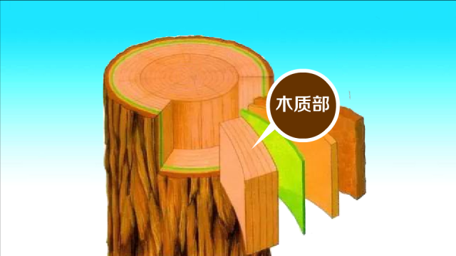 木质部