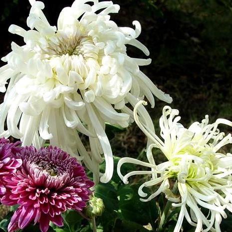 食用菊 百度百科