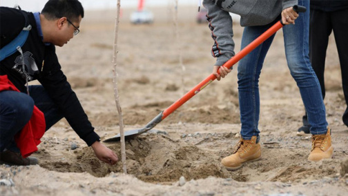 我有一片胡杨林