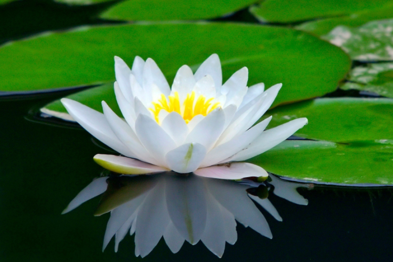 睡莲 睡莲科睡莲属植物 百度百科