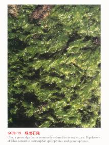 石莼（石莼目石莼科植物）_百度百科