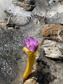Colchicum kurdicum