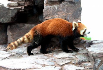 小熊猫（小熊猫科小熊猫属下的一种动物）_百度百科