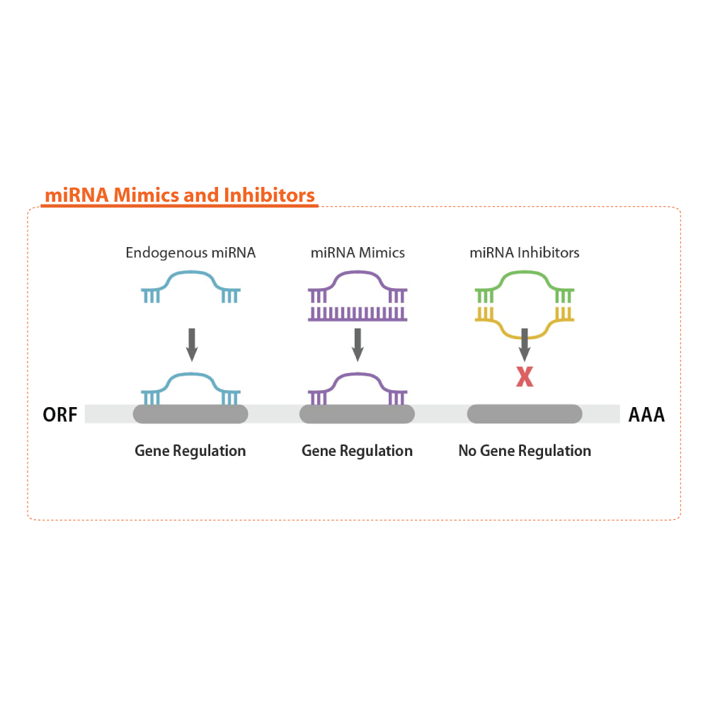 miRNA mimics