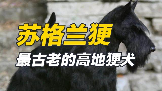苏格兰梗 百度百科